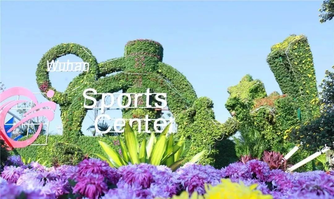 体育中心看展菊,运动公园菊展