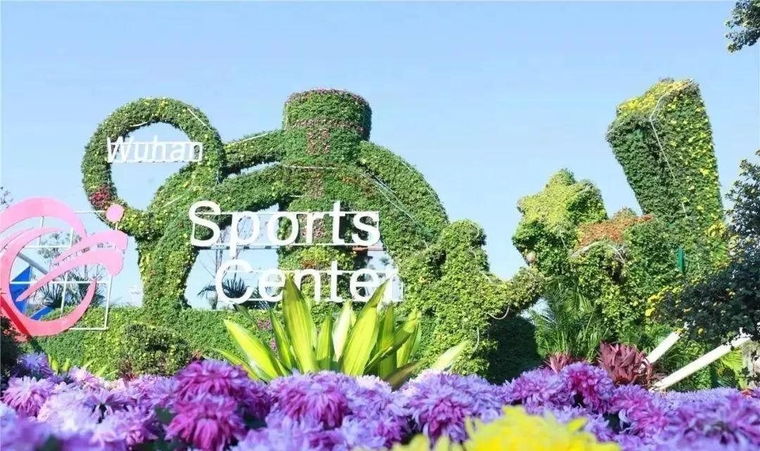 体育中心看展菊,运动公园菊展