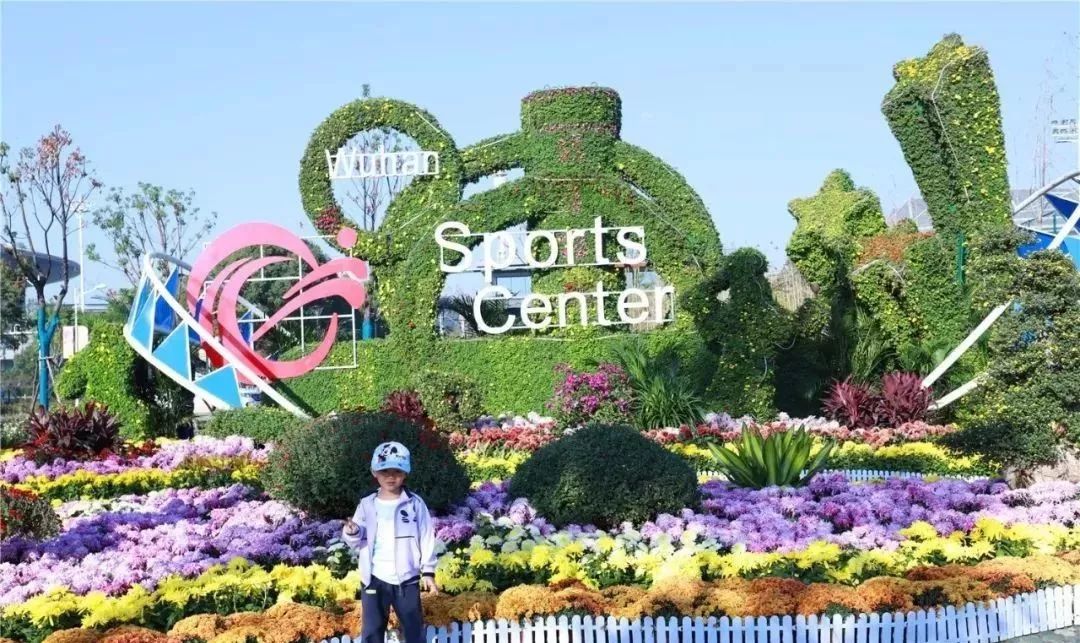 体育中心看展菊,运动公园菊展