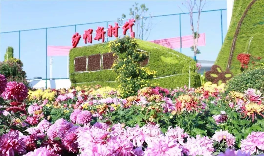 体育中心看展菊,运动公园菊展