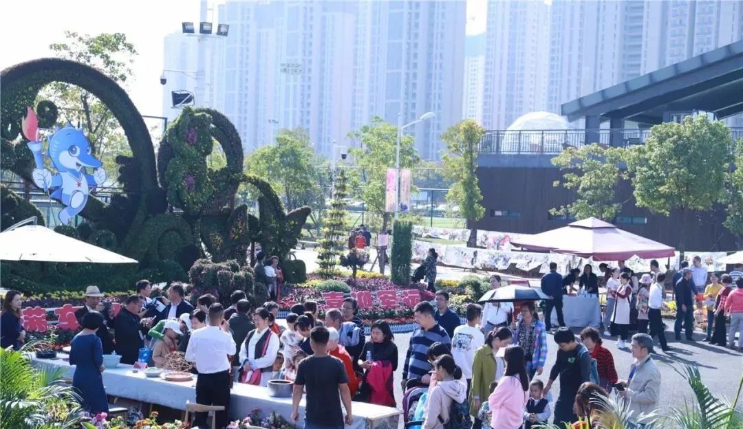 体育中心看展菊,运动公园菊展