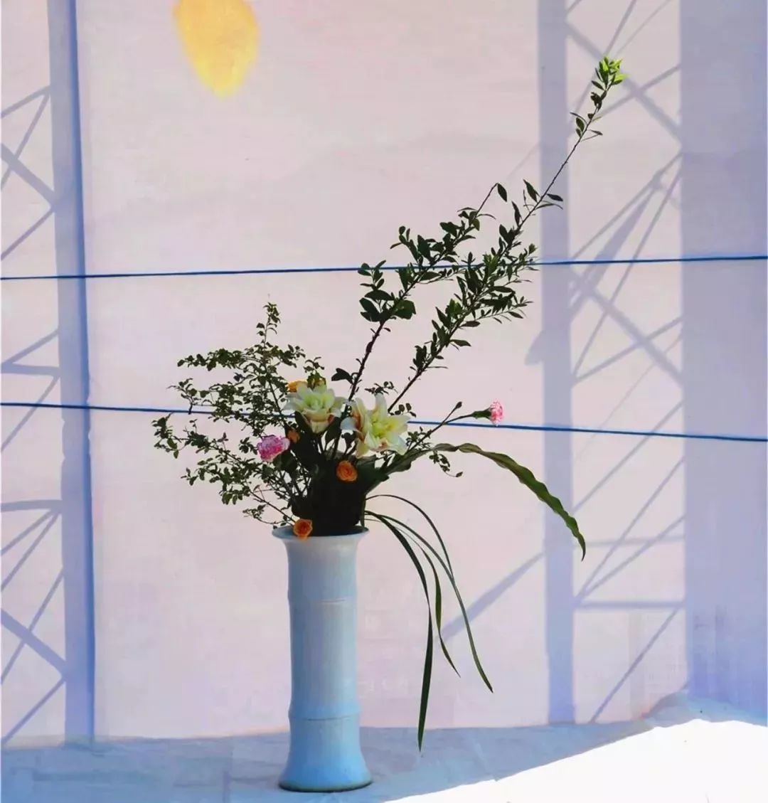 体育中心看展菊,运动公园菊展