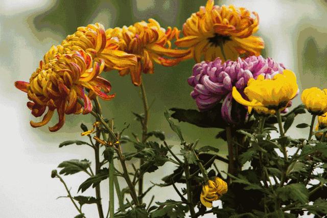 体育中心看展菊,运动公园菊展