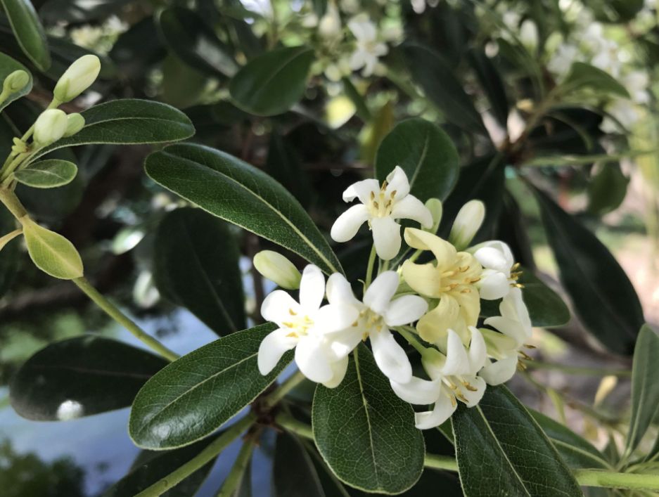 植物图鉴城市常见景观树,路边常见的植物