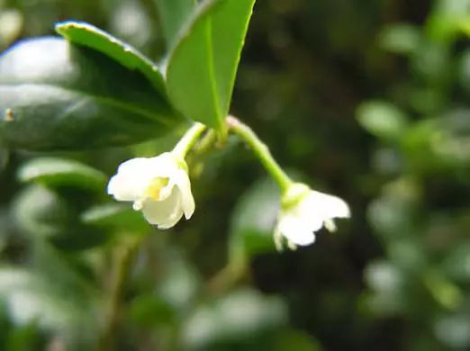 植物图鉴城市常见景观树,路边常见的植物