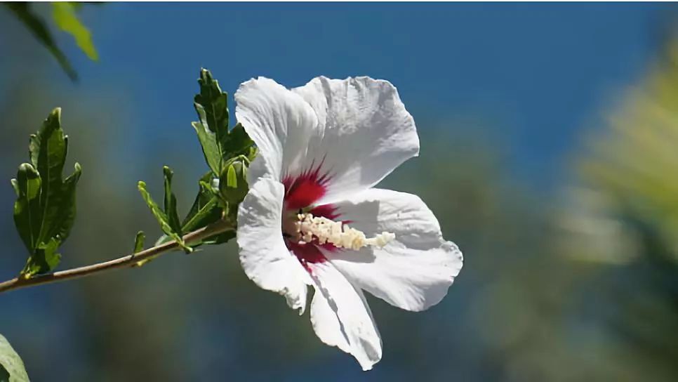 植物图鉴城市常见景观树,路边常见的植物