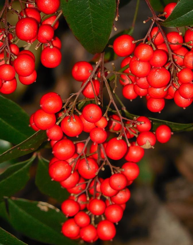 植物图鉴城市常见景观树,路边常见的植物
