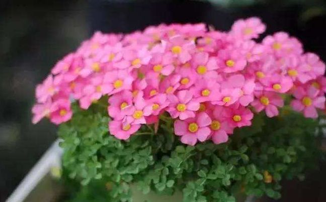 植物图鉴城市常见景观树,路边常见的植物