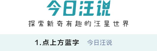 柴犬登登的现状,柴犬登登拍卖最后的钱去哪里了
