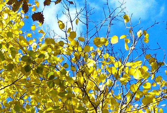 济南秋天看银杏的地方,济南银杏最好看的地方