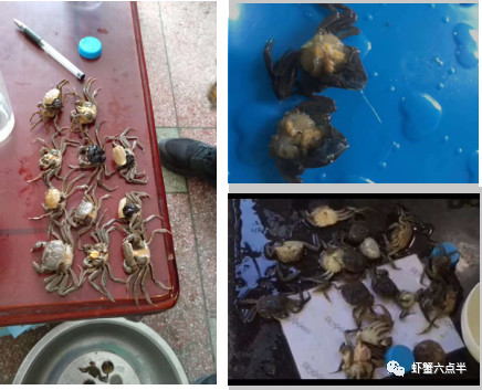 今后的河蟹养殖什么最有市场,2021河蟹行情趋势