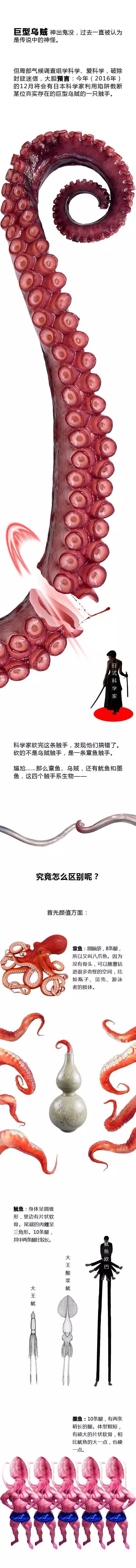 怎么区分乌贼鱿鱼章鱼 (分辨鱿鱼章鱼乌贼)