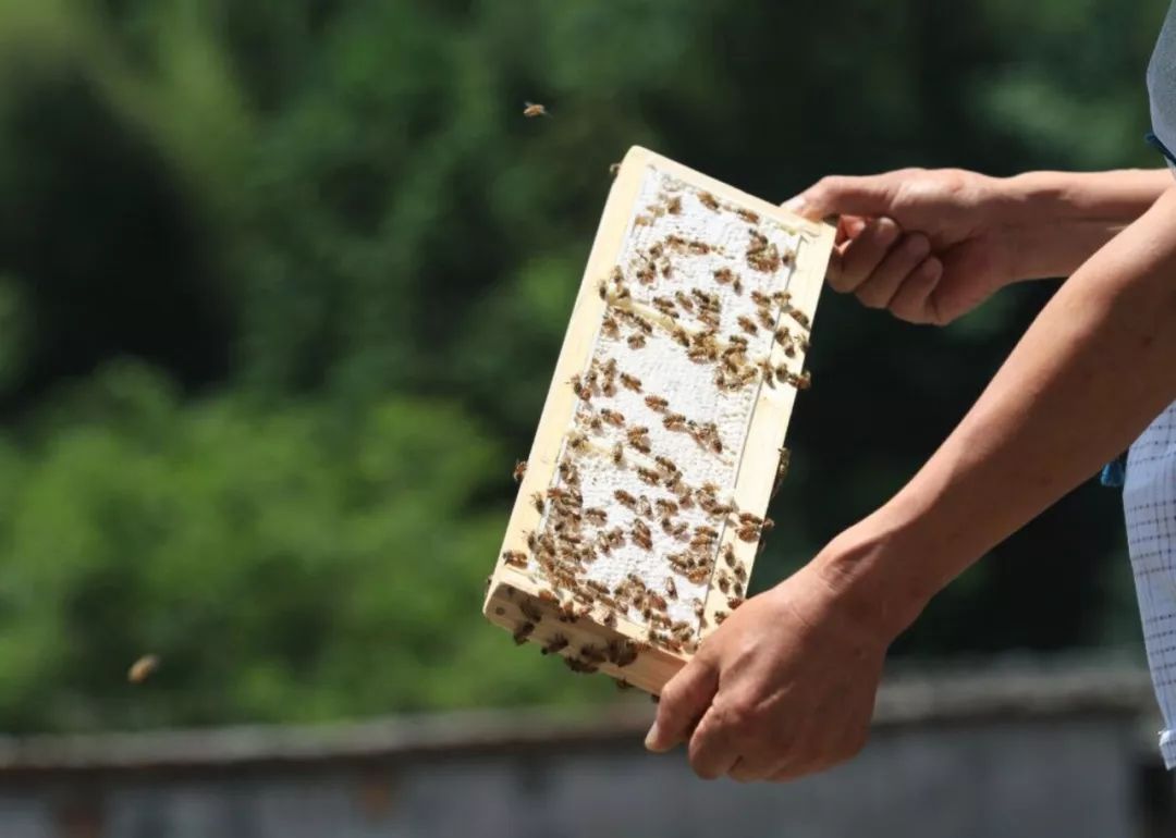 一条精选｜深山里的天然蜂巢蜜，可以解油腻的纯植物茶