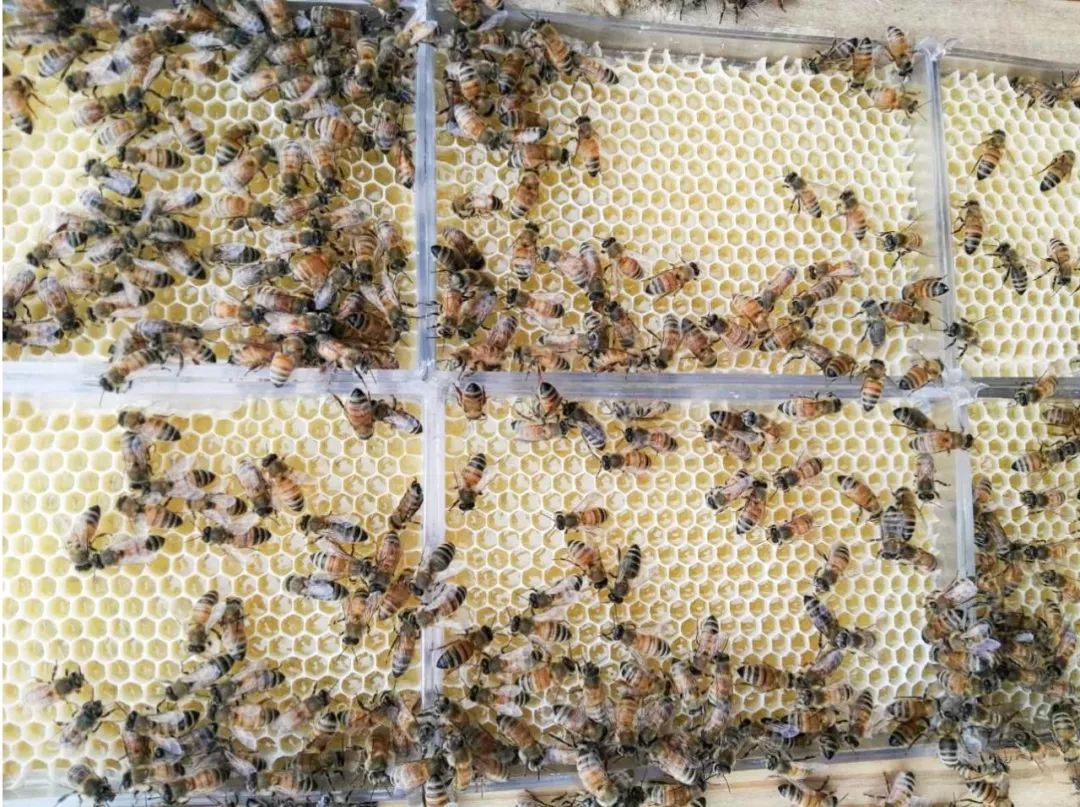 一条精选｜深山里的天然蜂巢蜜，可以解油腻的纯植物茶