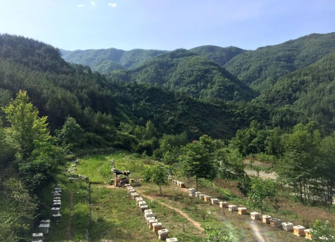 一条精选｜深山里的天然蜂巢蜜，可以解油腻的纯植物茶