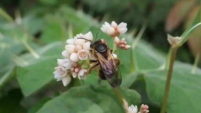徕卡大光圈镜头,松下lx10对比徕卡相机