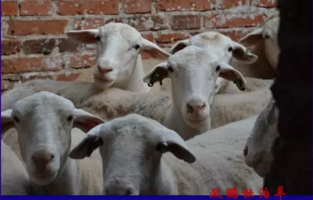 纯种黑头的杜泊绵羊多少钱一只,张家口杜泊绵羊种苗50-60斤的价格