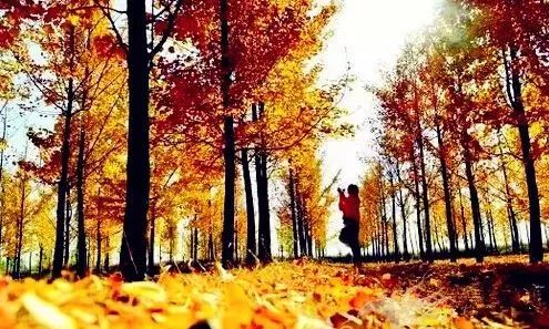 济南秋天看银杏的地方,济南银杏最好看的地方