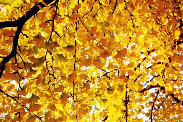 济南秋天看银杏的地方,济南银杏最好看的地方