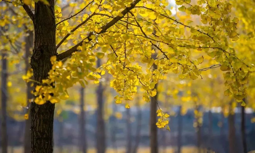 济南秋天看银杏的地方,济南银杏最好看的地方