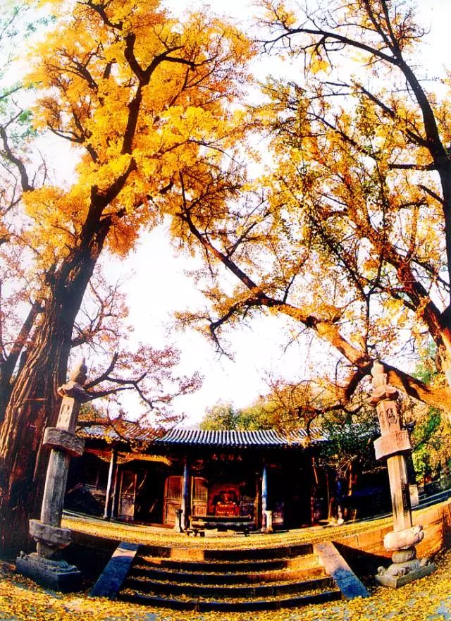 济南秋天看银杏的地方,济南银杏最好看的地方