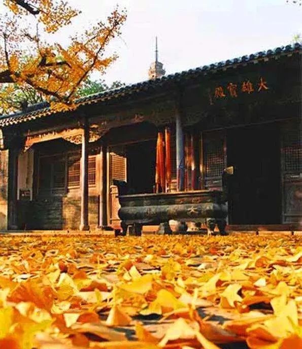 济南秋天看银杏的地方,济南银杏最好看的地方