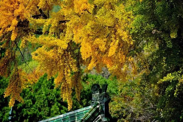 济南秋天看银杏的地方,济南银杏最好看的地方