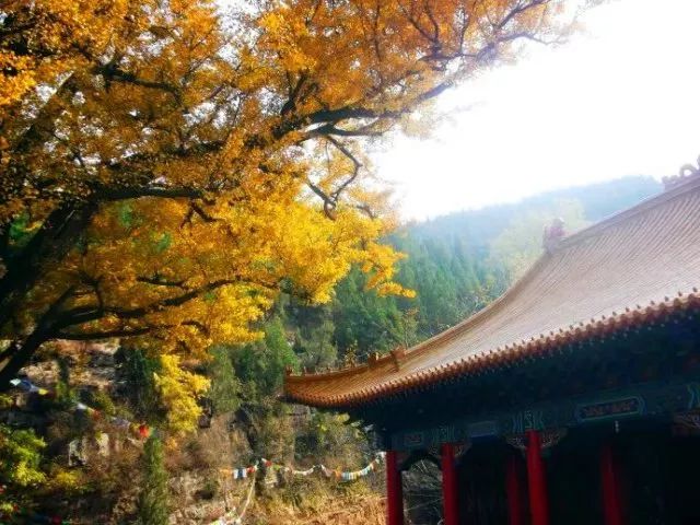 济南秋天看银杏的地方,济南银杏最好看的地方