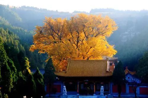 济南秋天看银杏的地方,济南银杏最好看的地方