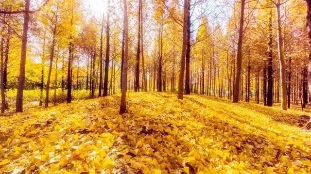 济南秋天看银杏的地方,济南银杏最好看的地方