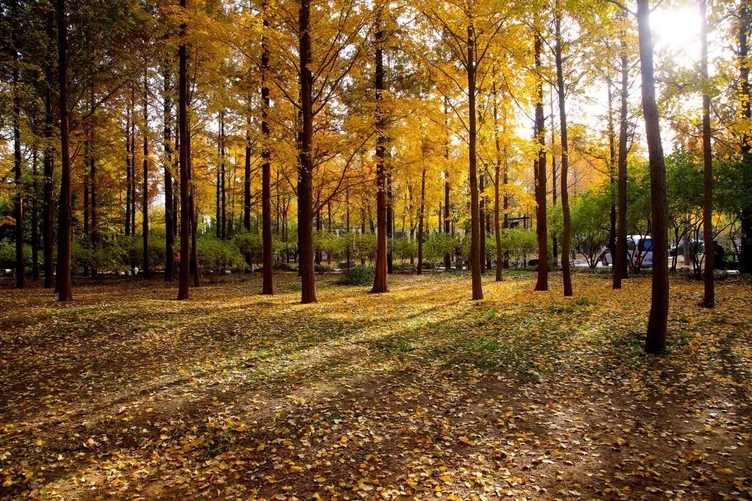 济南秋天看银杏的地方,济南银杏最好看的地方
