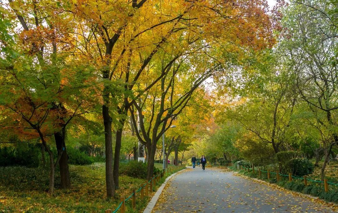 济南秋天看银杏的地方,济南银杏最好看的地方