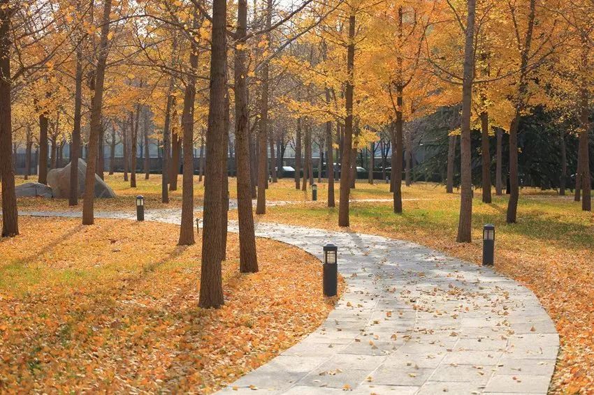 济南秋天看银杏的地方,济南银杏最好看的地方