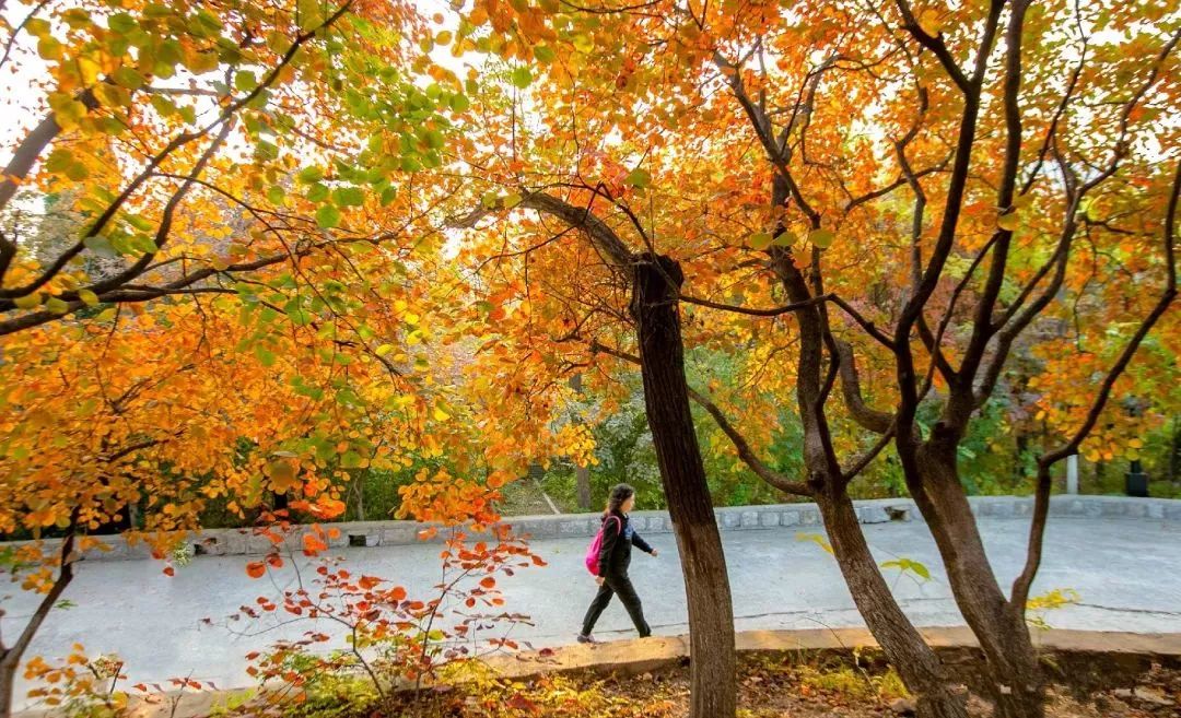济南秋天看银杏的地方,济南银杏最好看的地方