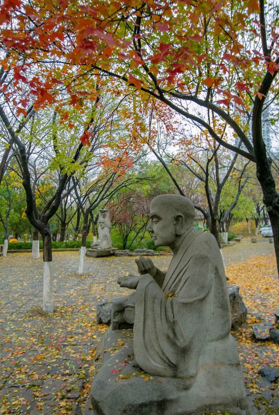 济南秋天看银杏的地方,济南银杏最好看的地方