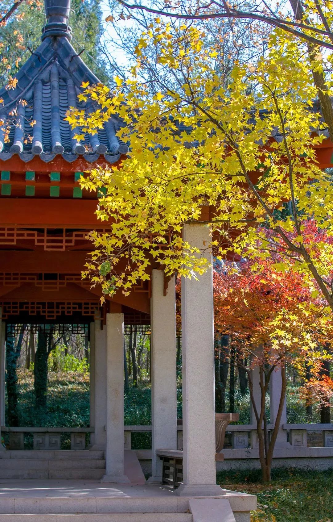 济南秋天看银杏的地方,济南银杏最好看的地方