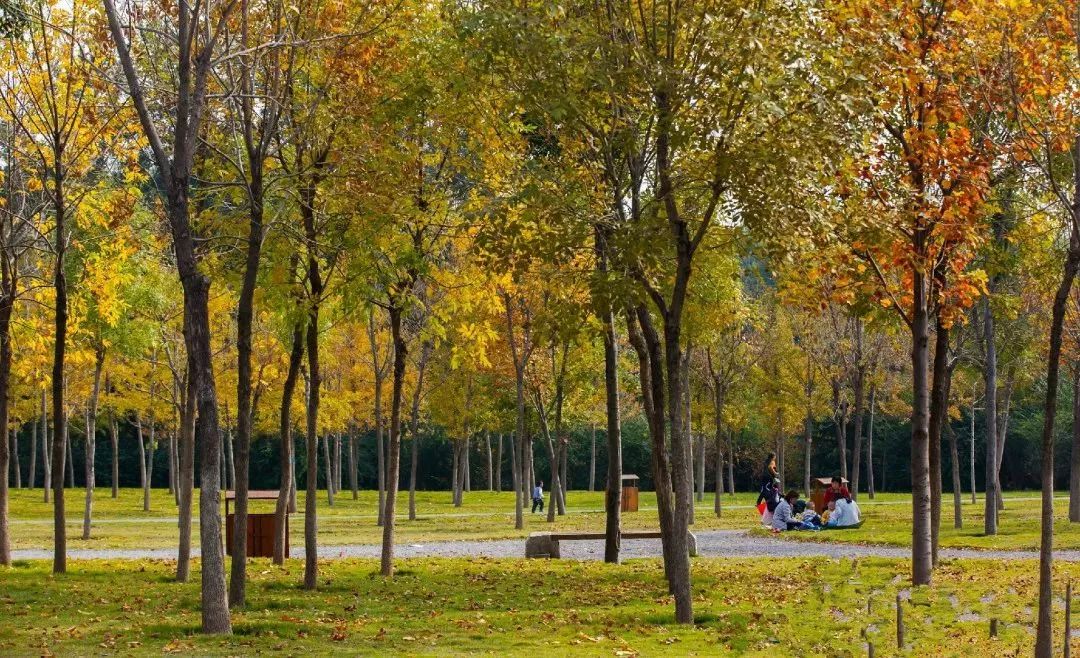 济南秋天看银杏的地方,济南银杏最好看的地方