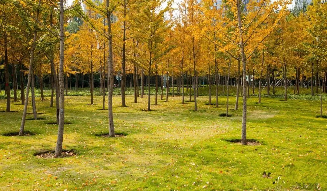 济南秋天看银杏的地方,济南银杏最好看的地方