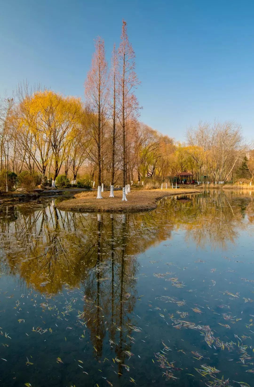 济南秋天看银杏的地方,济南银杏最好看的地方