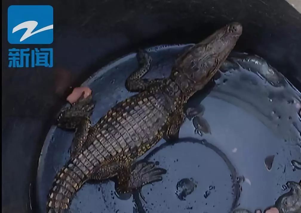 河中捞起的“四脚蛇”，不时发出孩子般哭闹声，这是什么？