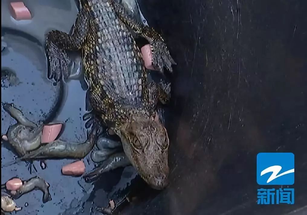河中捞起的“四脚蛇”，不时发出孩子般哭闹声，这是什么？