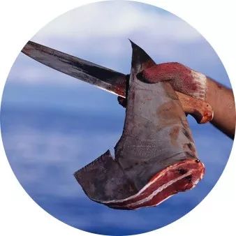 「检察官说法」检察官揭秘假鱼翅真相:明胶+色素营养=零!