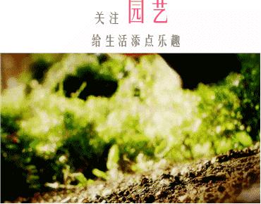 怎样才能让藤本月季快速成为花墙,做花墙最好的藤本月季品种