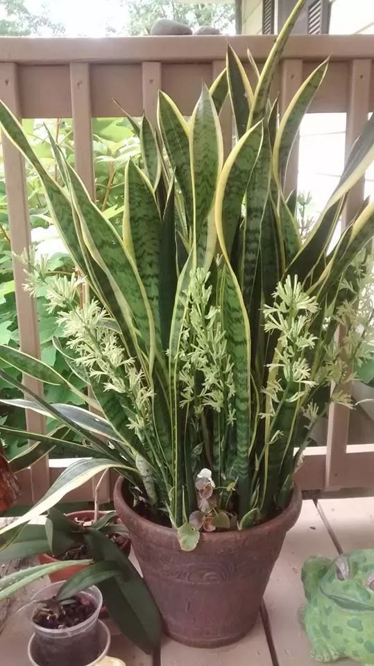 虎皮兰怎么养长得快又爆芽,虎皮兰漂亮又好养