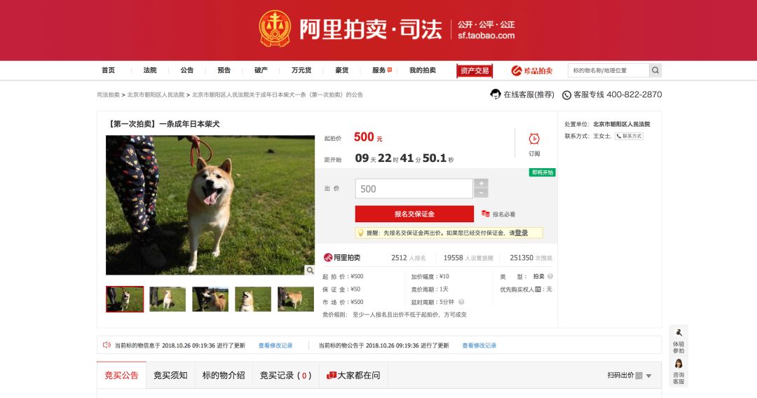 柴犬登登的现状,柴犬登登拍卖最后的钱去哪里了