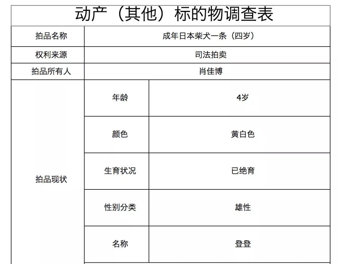 柴犬登登的现状,柴犬登登拍卖最后的钱去哪里了