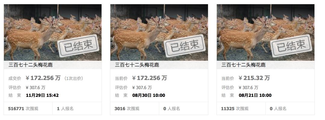 柴犬登登的现状,柴犬登登拍卖最后的钱去哪里了