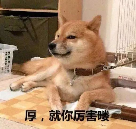 柴犬登登的现状,柴犬登登拍卖最后的钱去哪里了