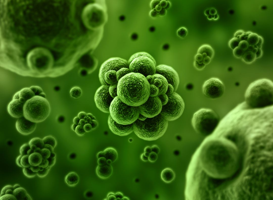 它被称为闭着眼都可以入的新西兰好物，小红书上已抢疯！