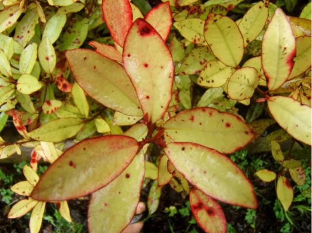 它被称为闭着眼都可以入的新西兰好物，小红书上已抢疯！